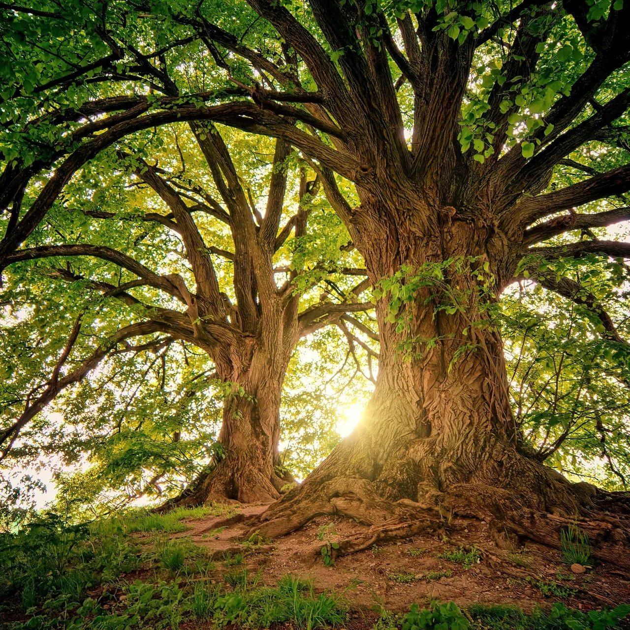 A big tree in a forest
